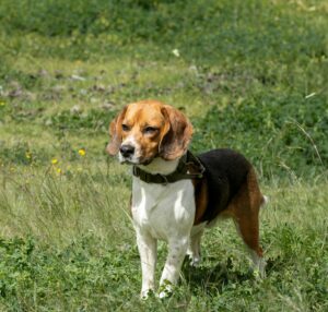 beagle debout sur une pelouse