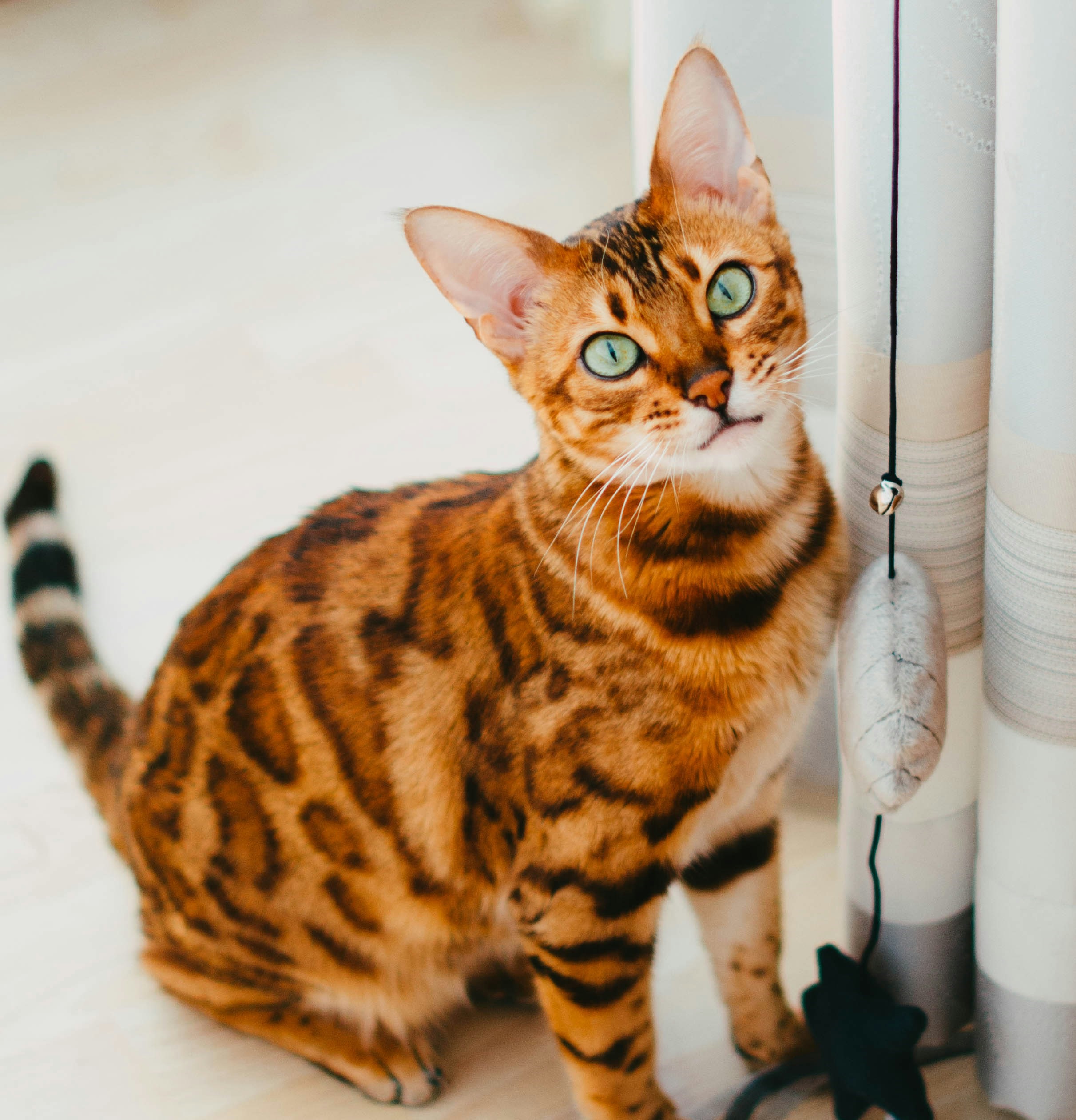 bengal assis en intérieur