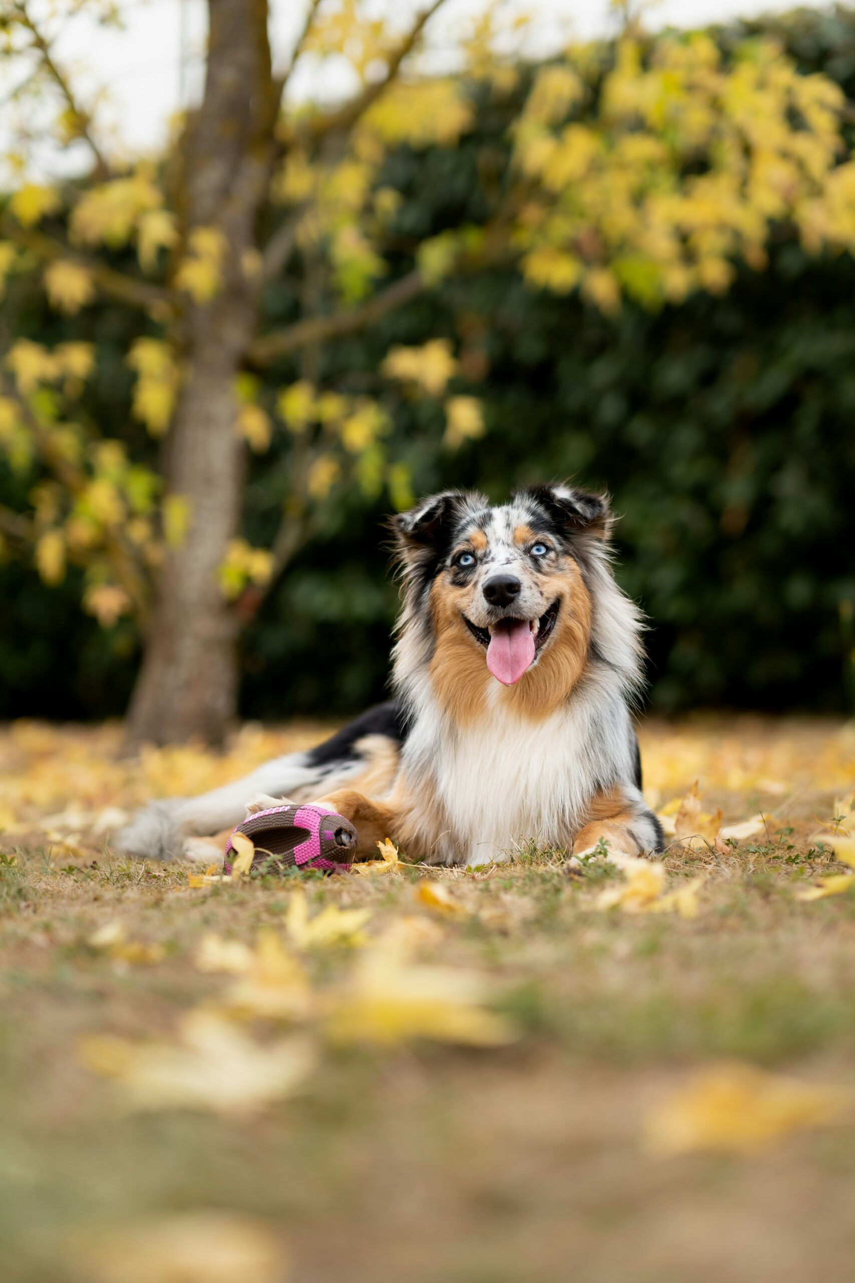 image d'un berger australien couché sur des feuilles d'automne