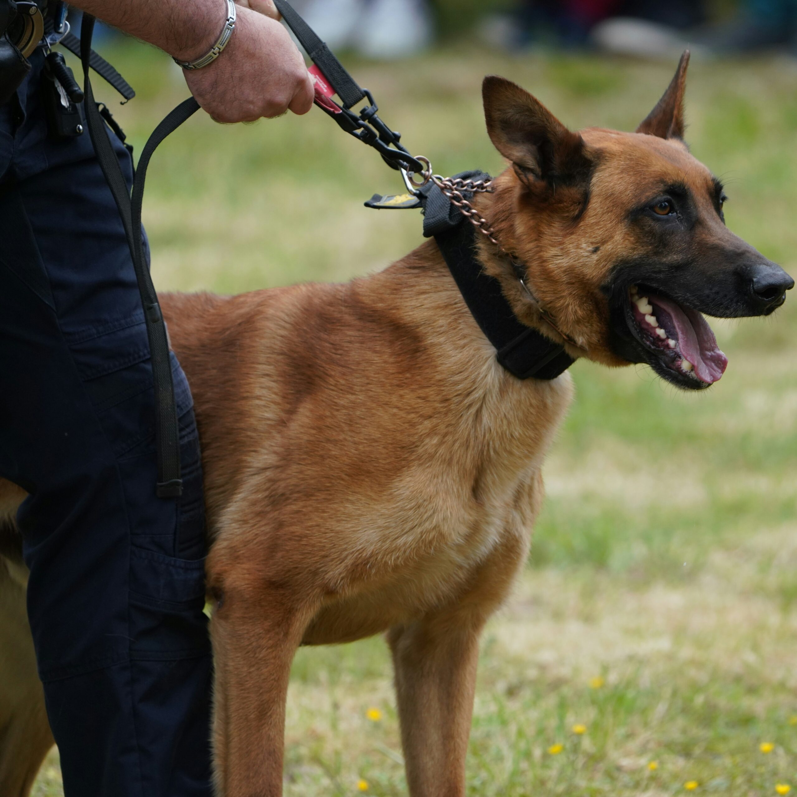 berger malinois de travail tenu en laisse par son maître policier