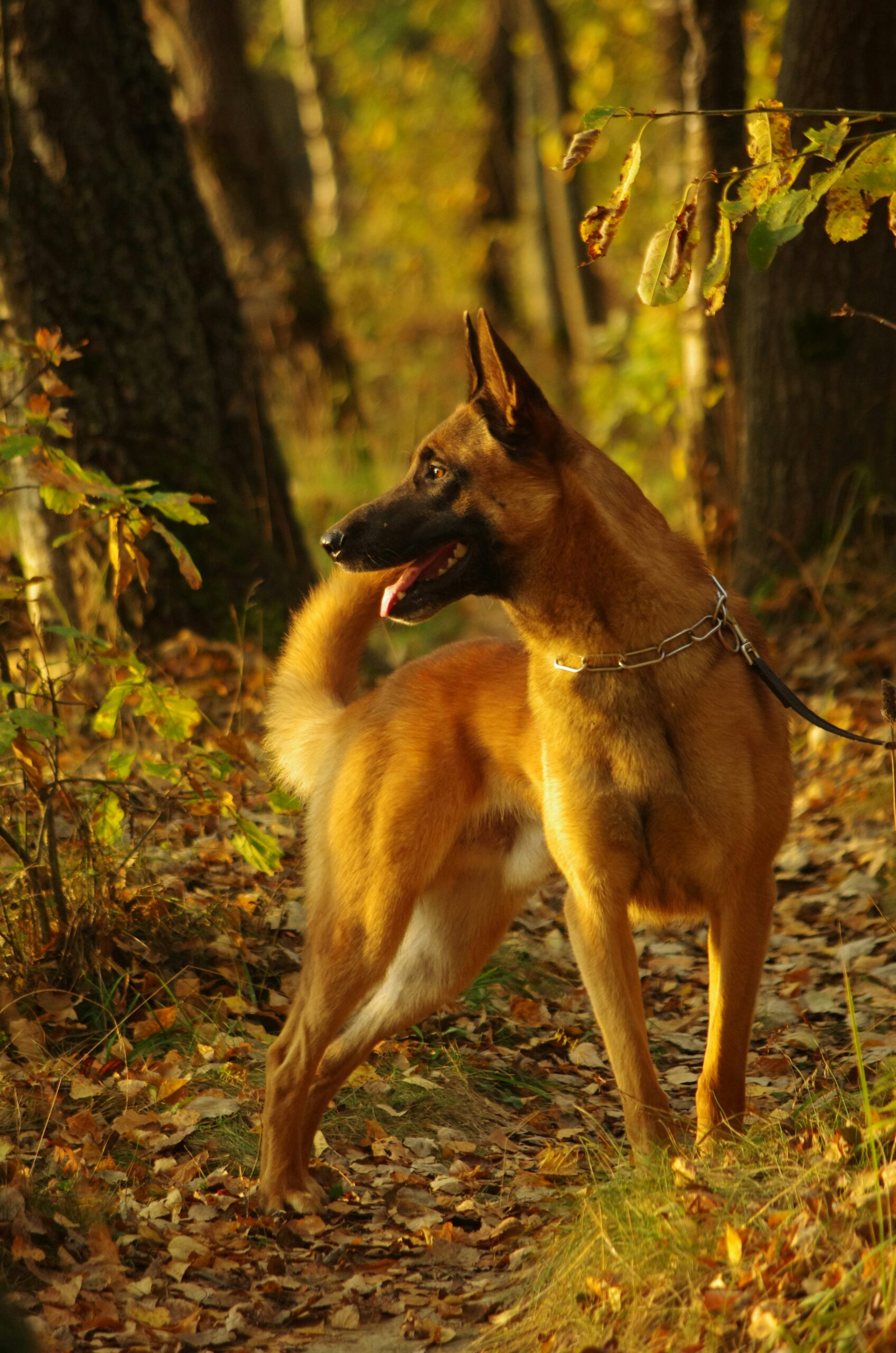 berger-malinois debout dans la forêt