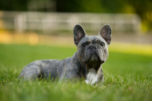image d'un bouledogue français couché sur une pelouse