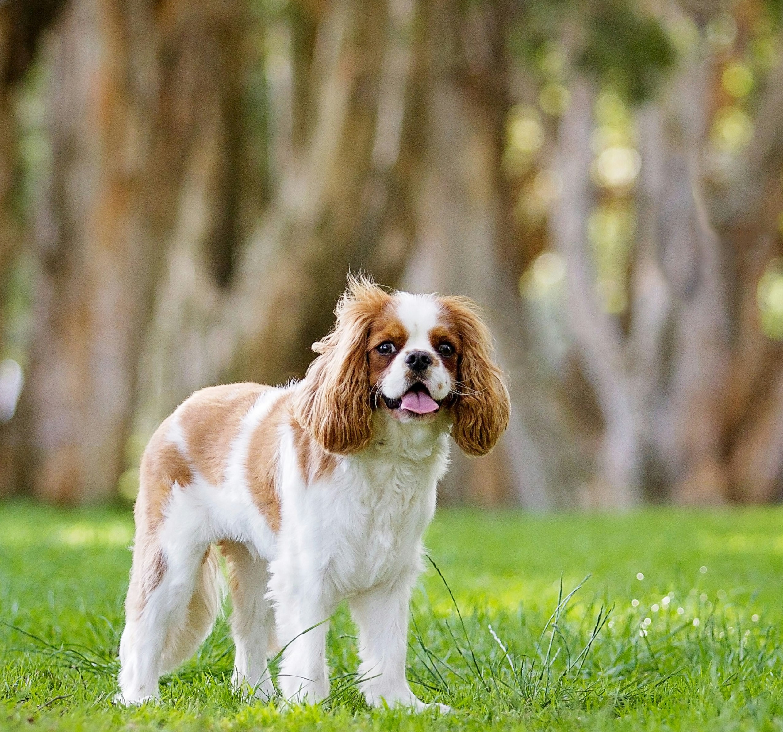 cavalier-king-charles debout sur une prairie