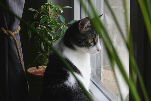chat en appartement regardant à travers la fenêtre