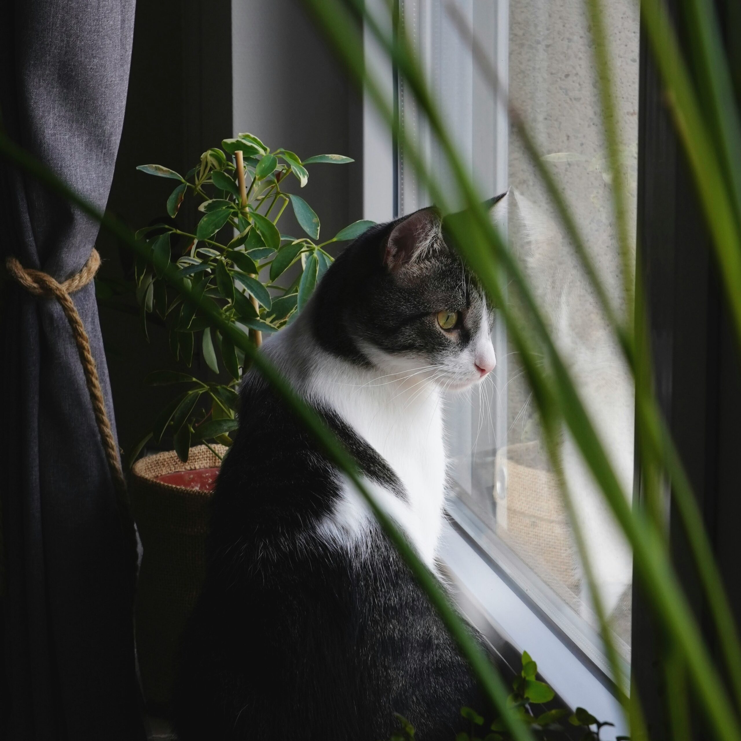 chat en appartement regardant à travers la fenêtre