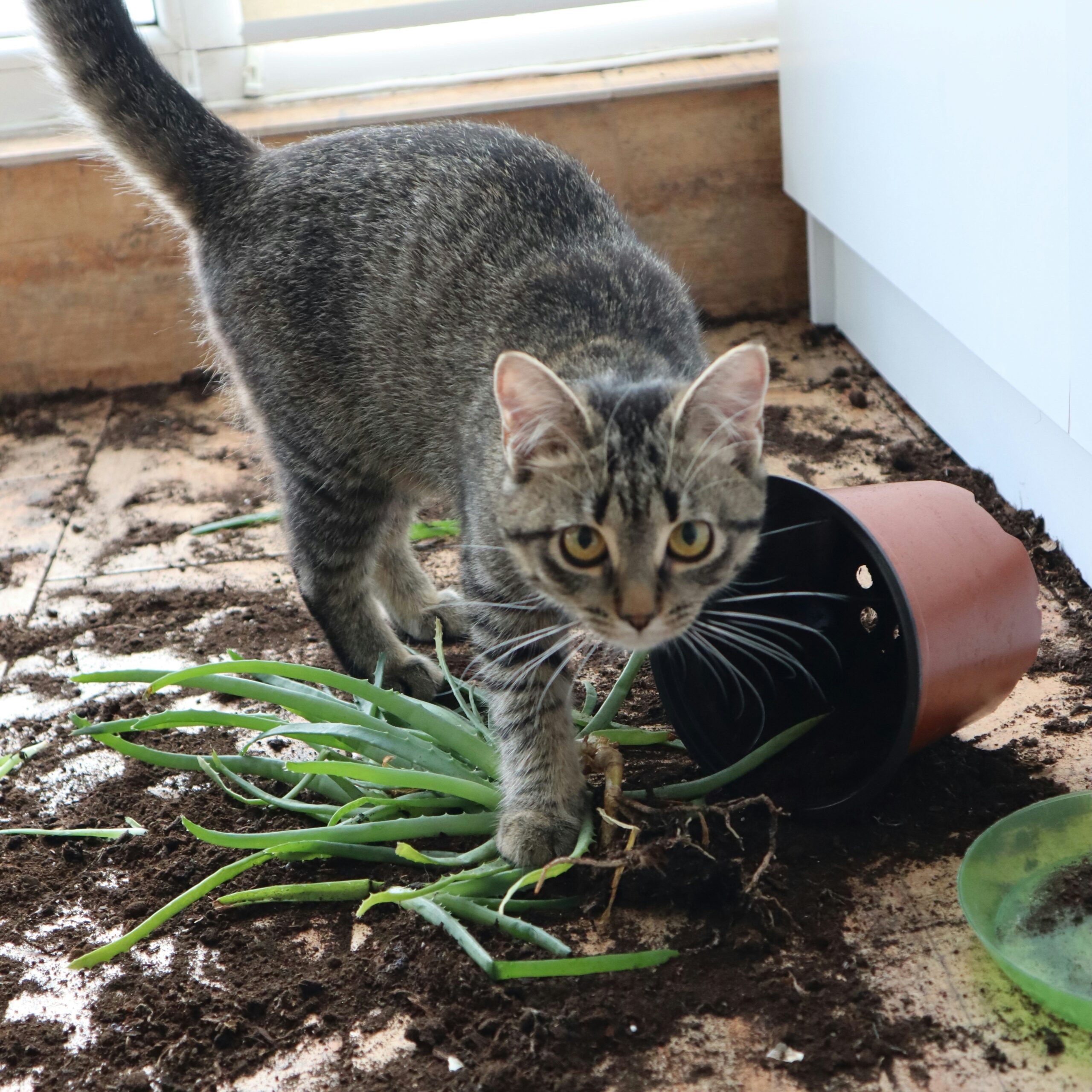 Un chat se tient debout sur les reste d'un pot de plante d'intérieur brisé