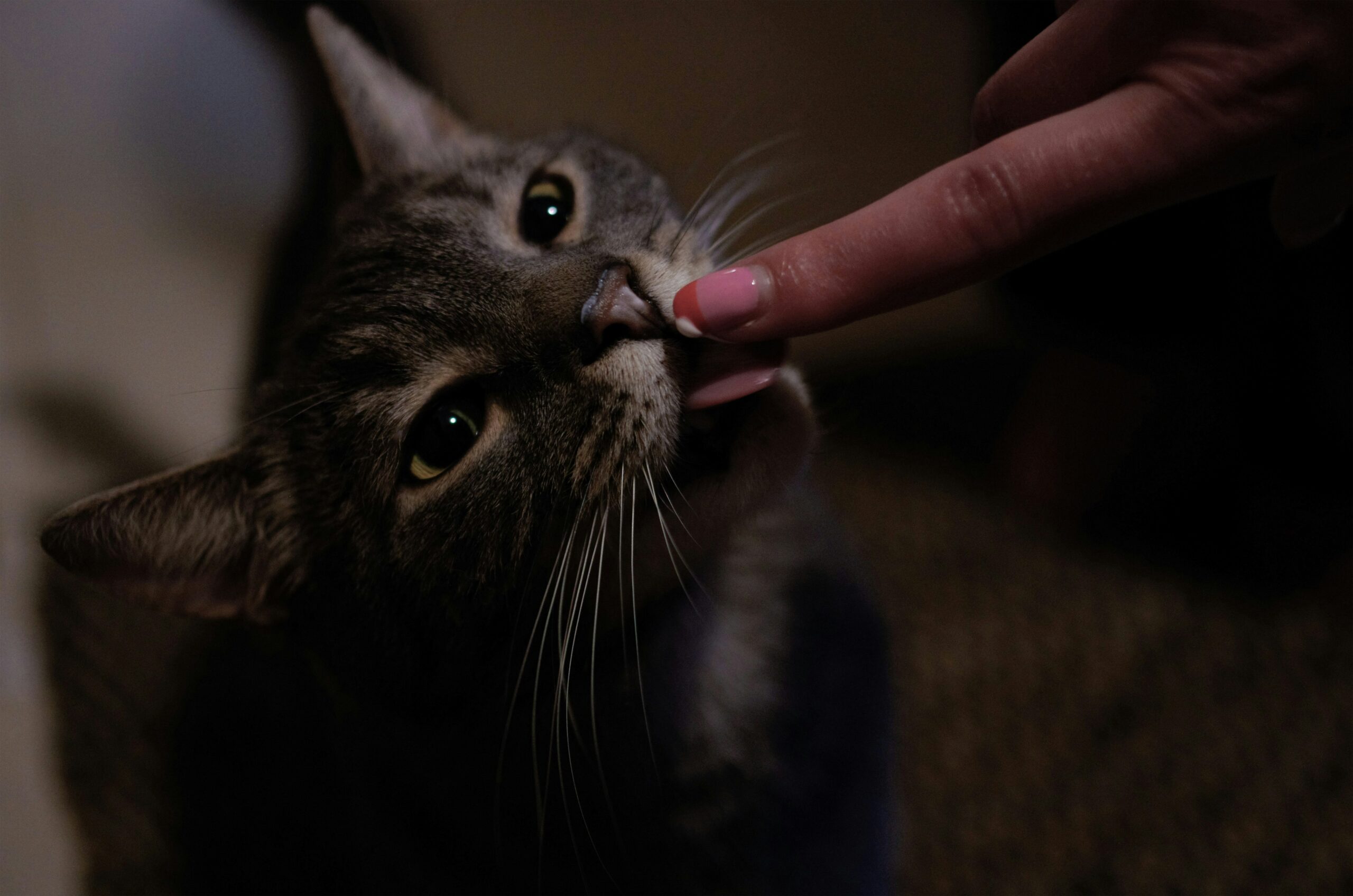 chat léchant le doigt de son maître