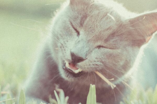 Un chant mange de l'herbe sur une pelouse