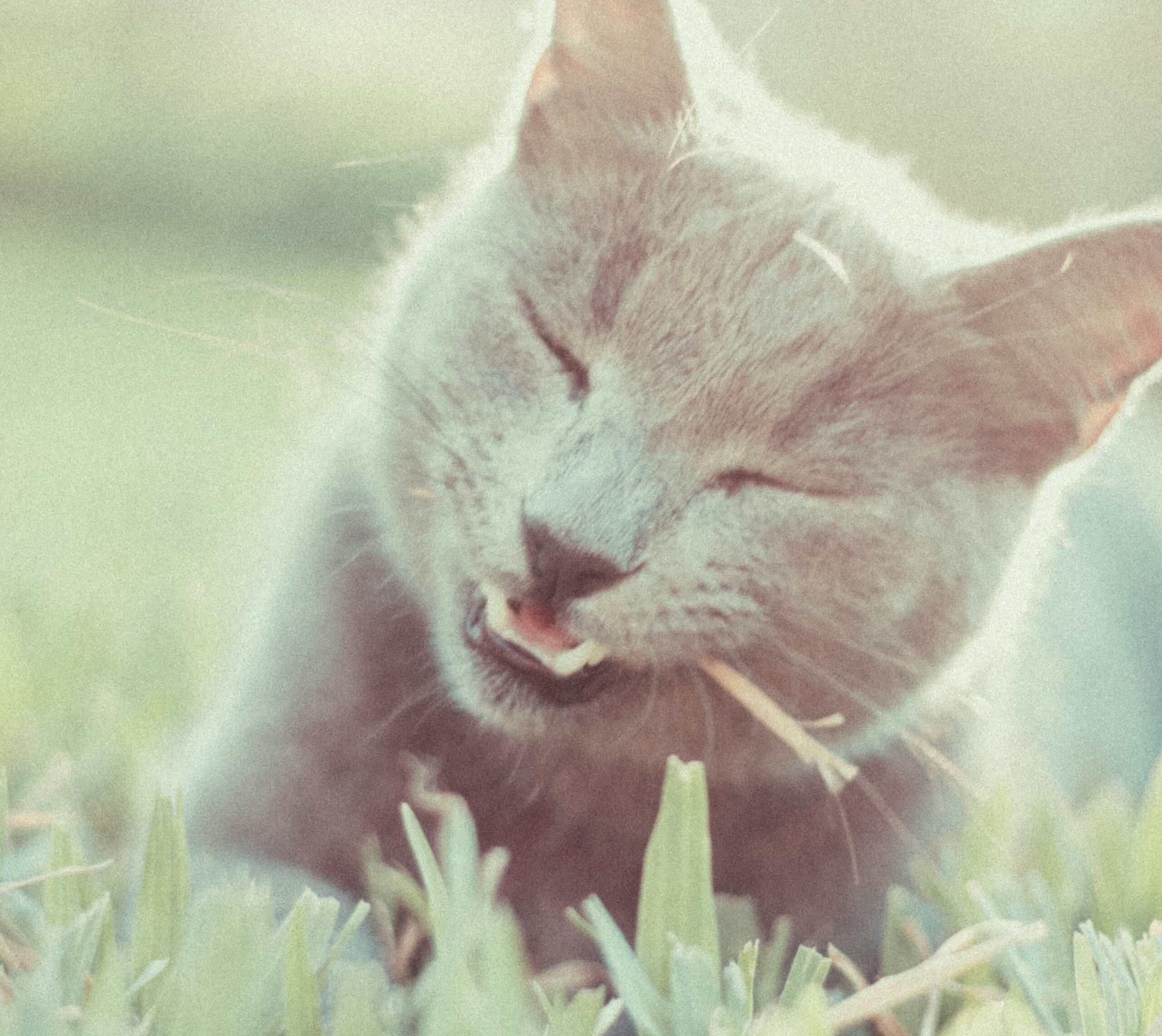 Un chant mange de l'herbe sur une pelouse