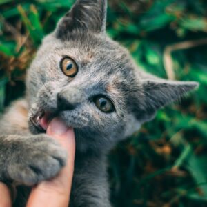 chat mordant son maître lors d'une caresse