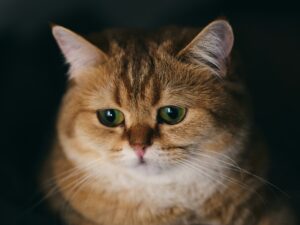 chat à l'air coupable après avoir fait pipi à côte de sa litière