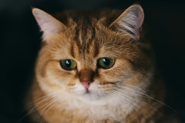 chat à l'air coupable après avoir fait pipi à côte de sa litière