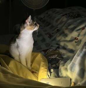 Chat éveillé la nuit assis devant un ordinateur allumé, regardant vers un lit, scène suggérant l’attente ou l’ennui nocturne