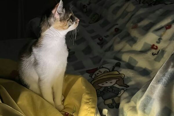 Chat éveillé la nuit assis devant un ordinateur allumé, regardant vers un lit, scène suggérant l’attente ou l’ennui nocturne