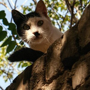 chat au sommet d'un mur, prêt à quitter le jardin