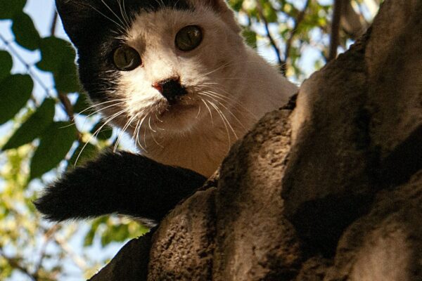 chat au sommet d'un mur, prêt à quitter le jardin