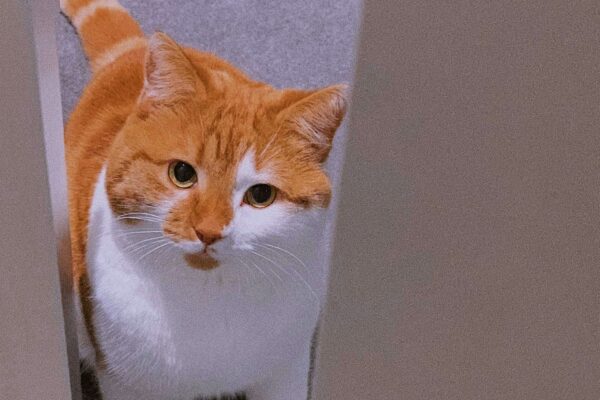 Pourquoi mon chat me suit aux toilettes ? (6 raisons étonnantes et ce que ça dit de lui) chat suivant son maître dans les toilettes