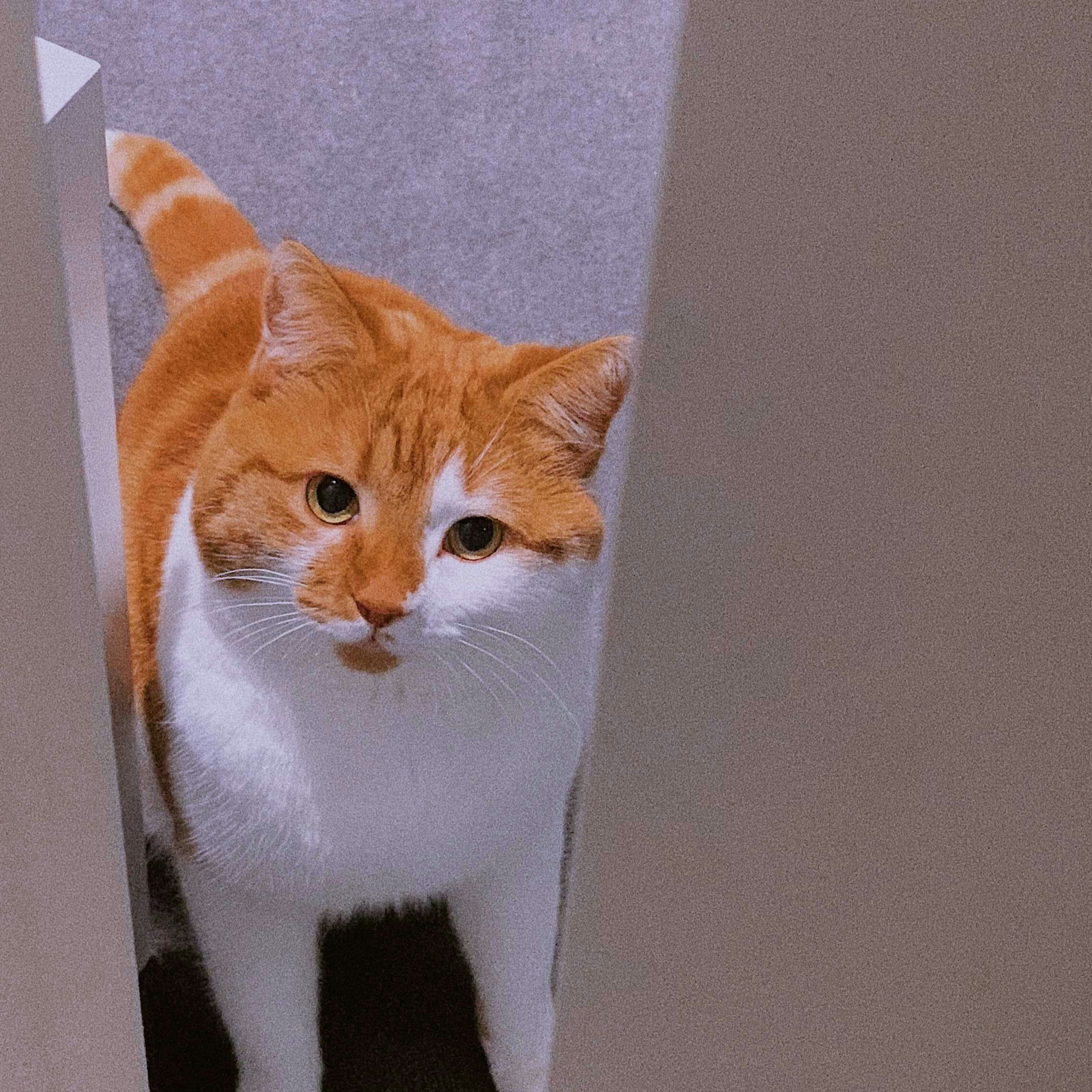chat suivant son maître dans les toilettes