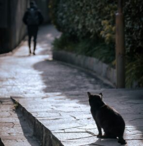 Chat regardant son humain s’éloigner dans une rue, signe d’attachement