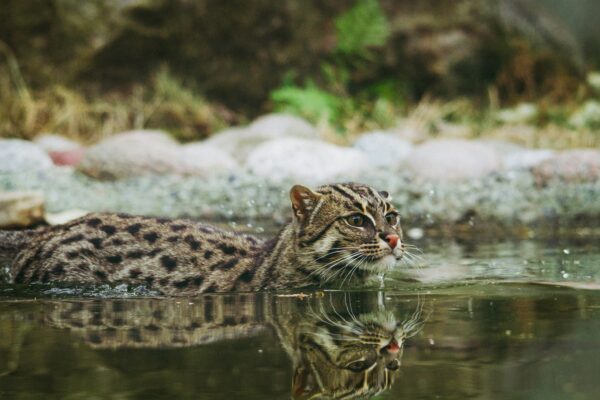 Le chat viverrin : le véritable poisson… chat chat viverrin nageant