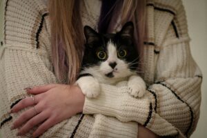 un chat noir et blanc dans les bras de sa maitresse regarde fixement l'objectif