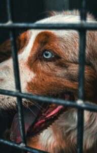 image d'un chien derrière un grillage