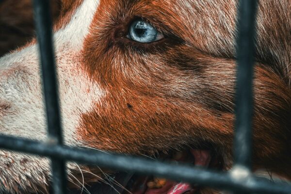 image d'un chien derrière un grillage