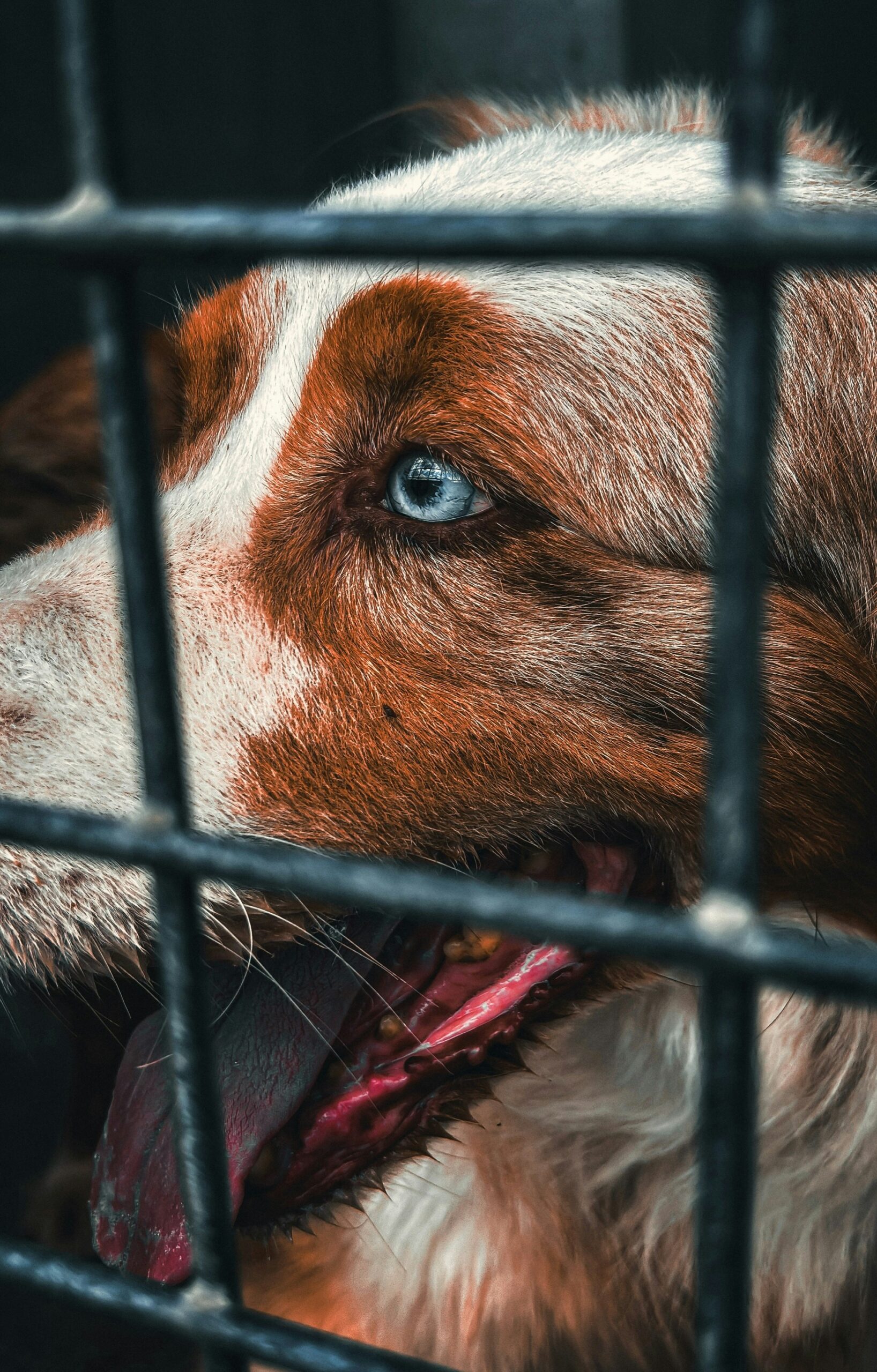 image d'un chien derrière un grillage