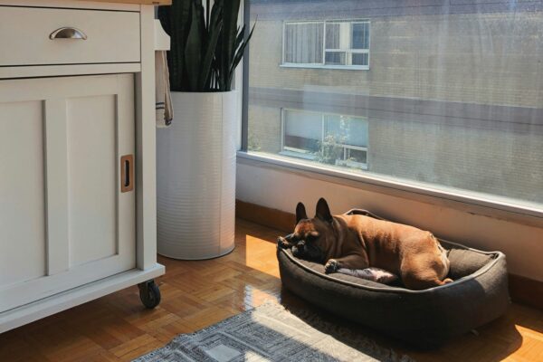 chien couché dans son panier dans l'appartement