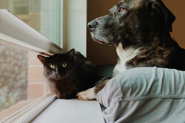 Un chien et un chat seuls à la maison pendant que leur maître est au travail