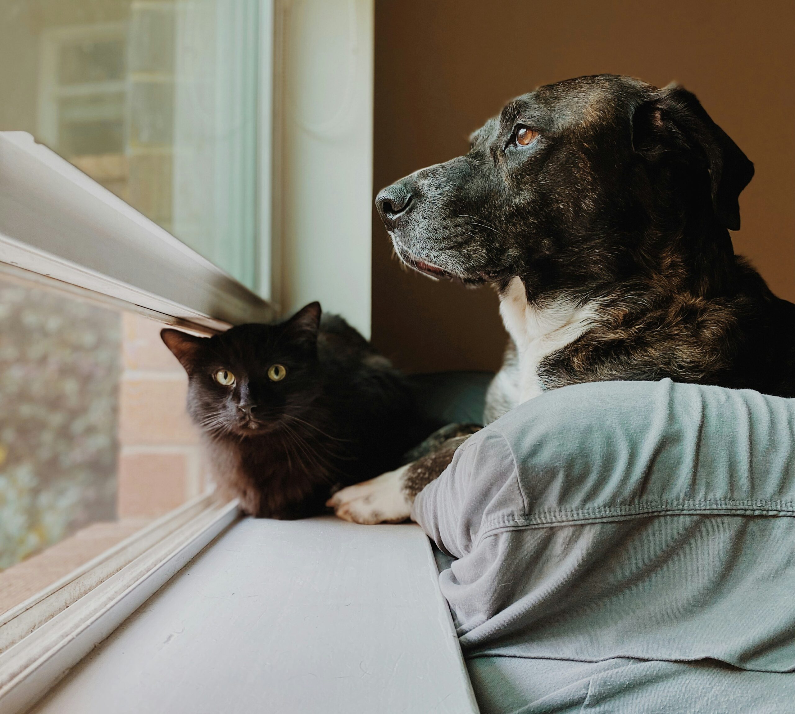 Un chien et un chat seuls à la maison pendant que leur maître est au travail