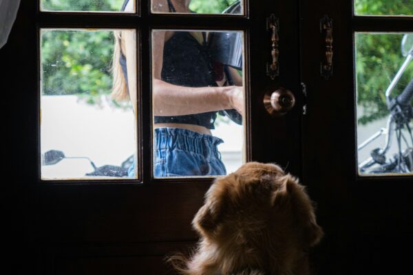 chien seul à la maison regardant sa maîtresse derrière la porte