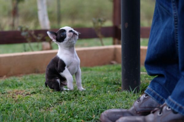 Les besoins essentiels d’un chiot les premiers mois : guide pour bien démarrer Un chiot assis sur l’herbe regarde vers son humain, dont seules les jambes sont visibles, une scène de complicité et de découverte