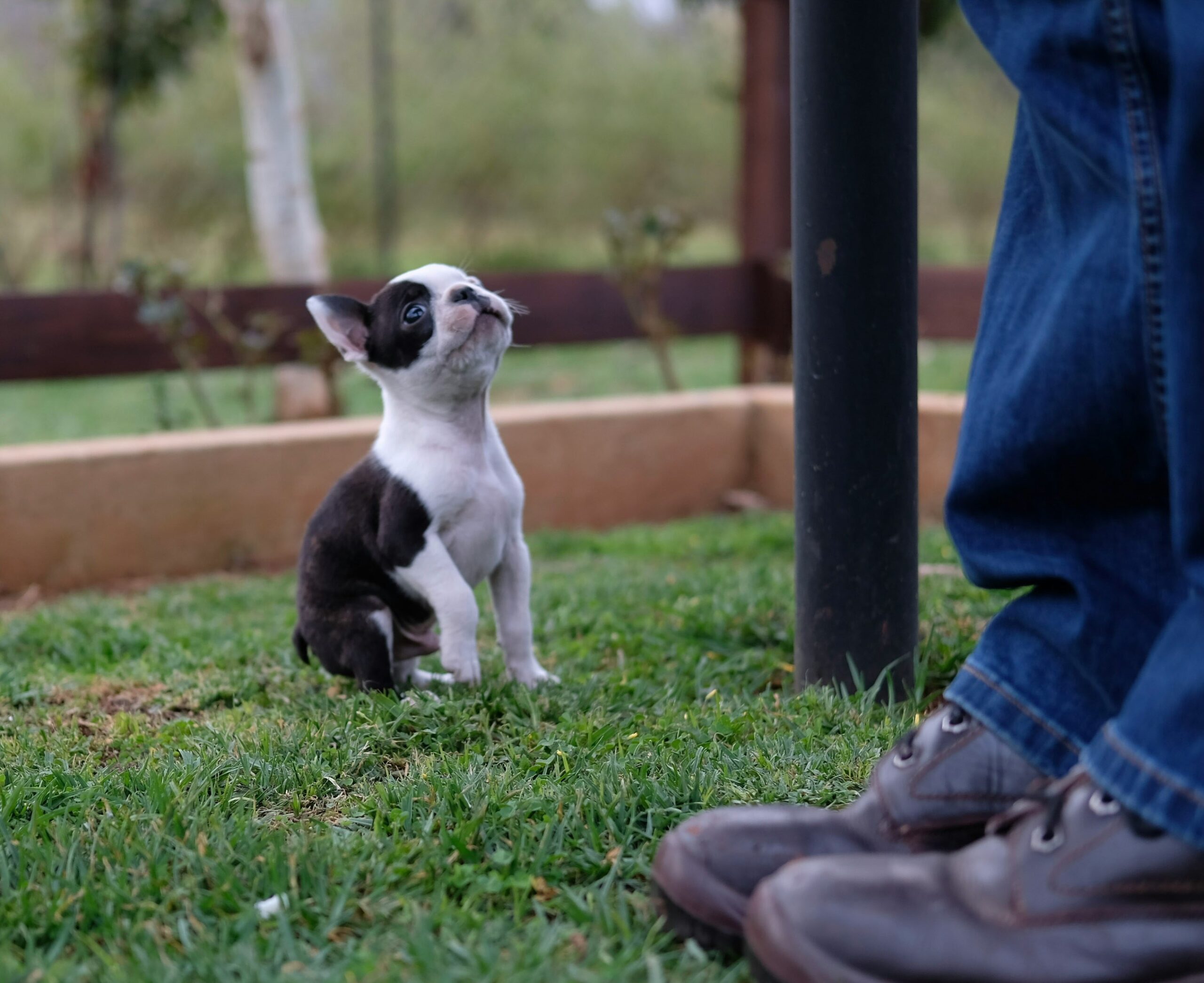 Un chiot assis sur l’herbe regarde vers son humain, dont seules les jambes sont visibles, une scène de complicité et de découverte