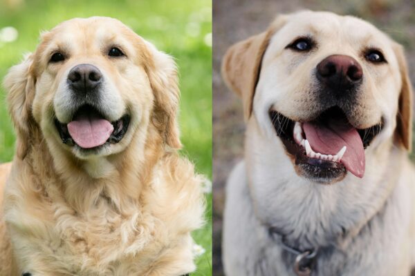 Comparatif : Labrador vs Golden Retriever – Lequel choisir ?