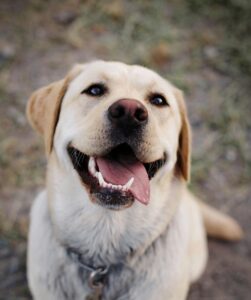 image d'un labrador-retriever assis