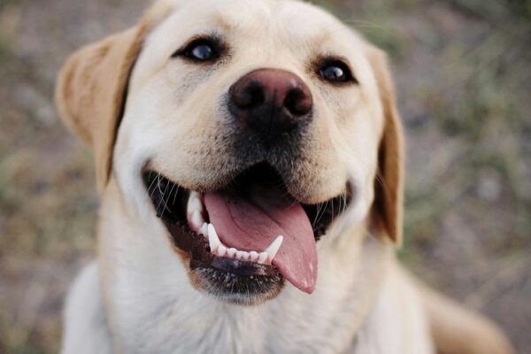 image d'un labrador-retriever assis