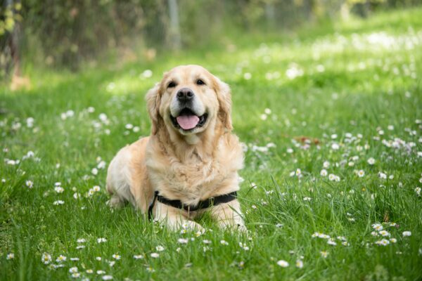 image d'un golden-retriever couché sur une pelouse