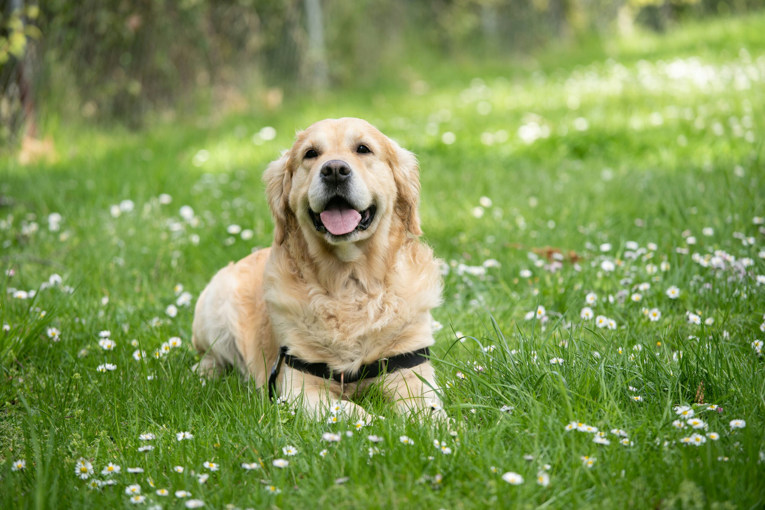 image d'un golden-retriever couché sur une pelouse