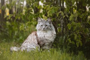 norvégien assis sur une pelouse en bordure de haie