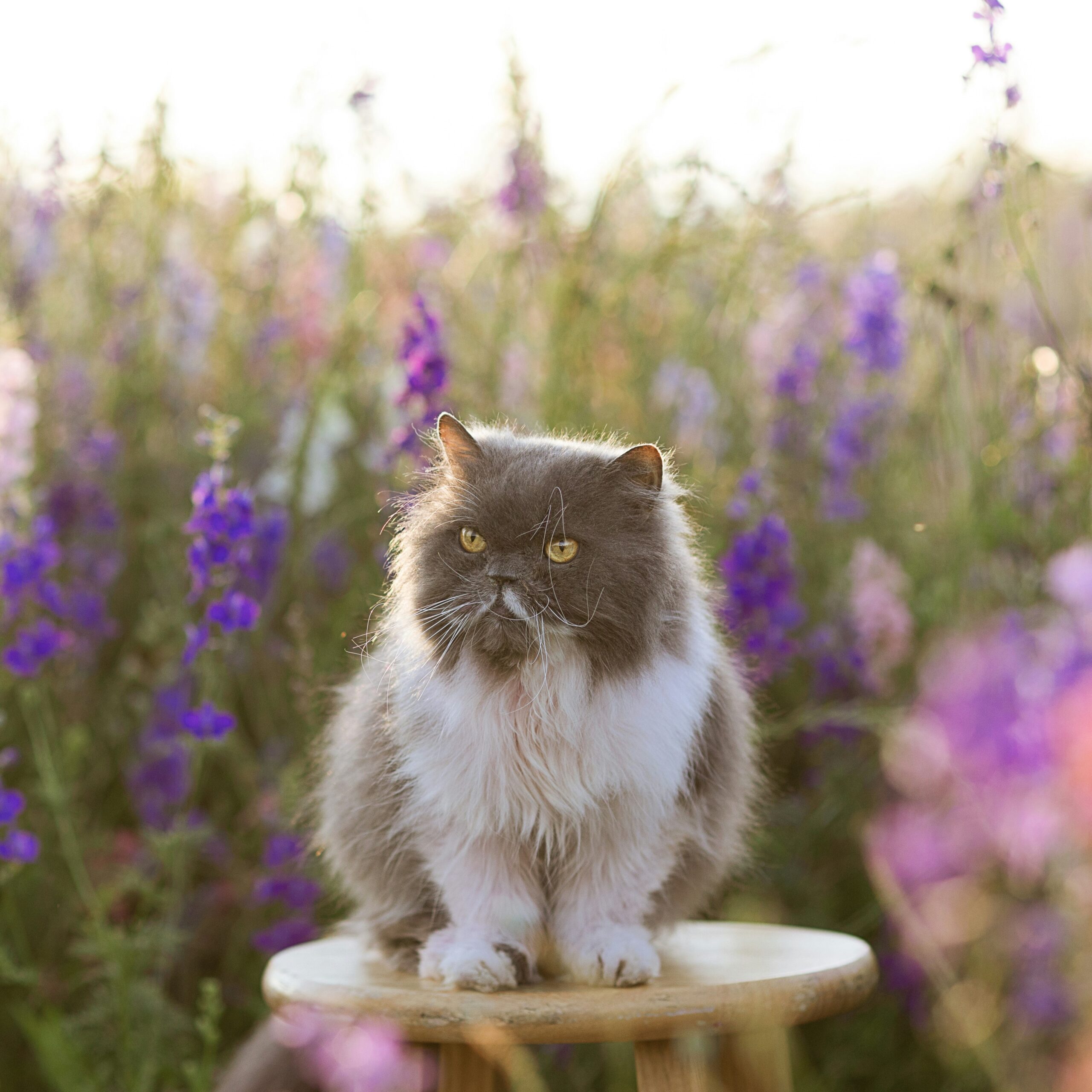 persan assis sur un tabouret entouré de fleurs