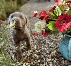 chiot sentant une plante dans le jardin, plante toxique