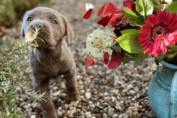 chiot sentant une plante dans le jardin, plante toxique