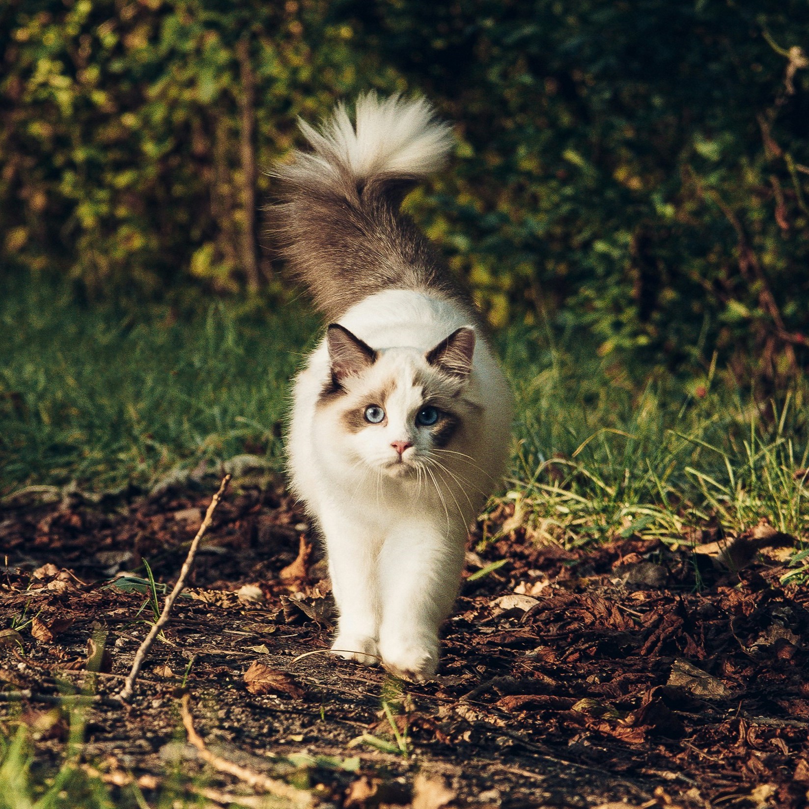 ragdoll debout sur un chemin de jardin