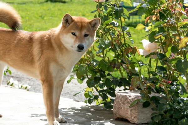shiba-inu debout sur une terrasse de jardin