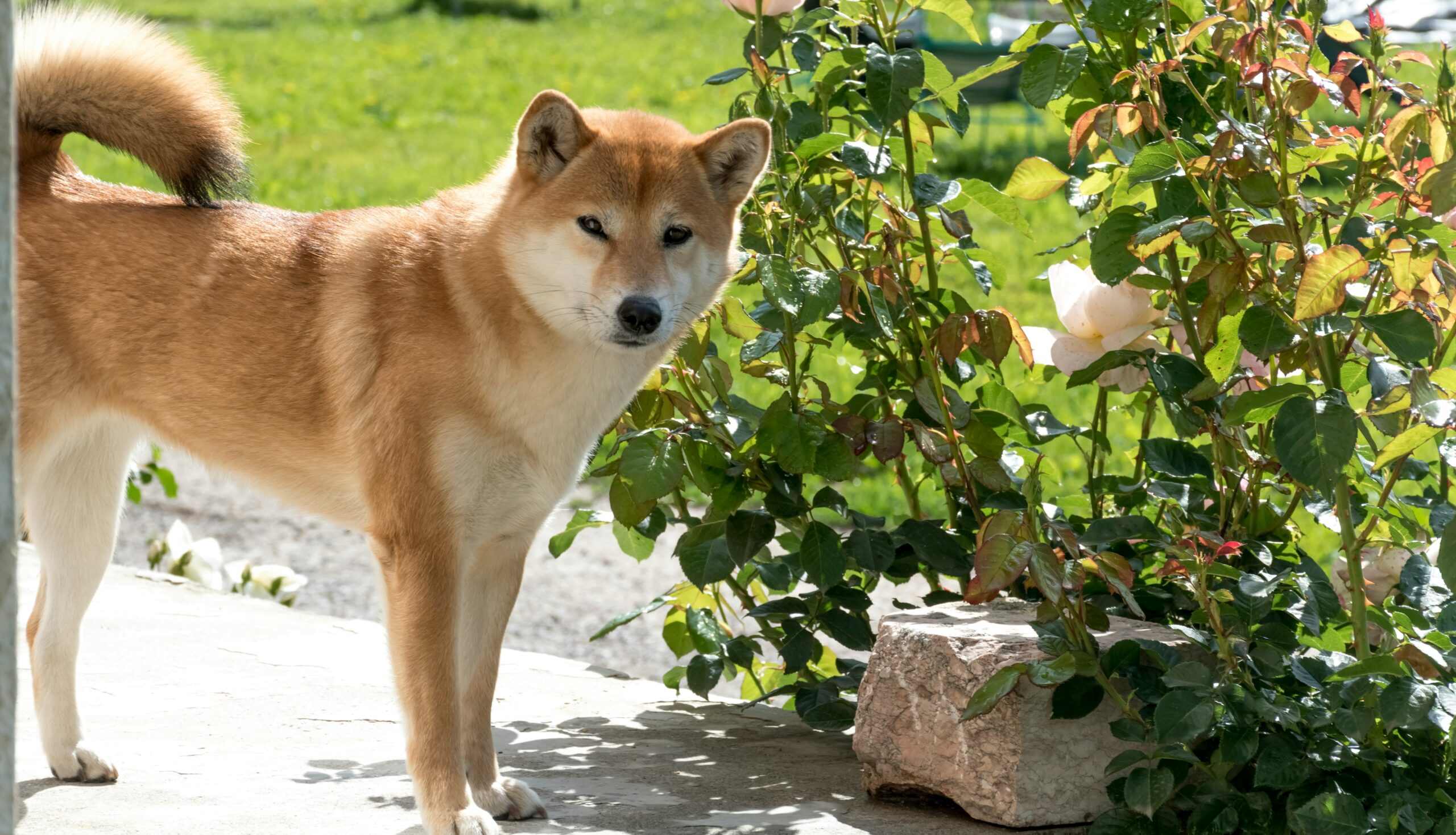 shiba-inu debout sur une terrasse de jardin