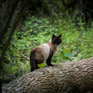 siamois sur un tronc dans une forêt