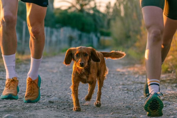 maîtres homme et femme courant avec leur chien, sport canin canicross