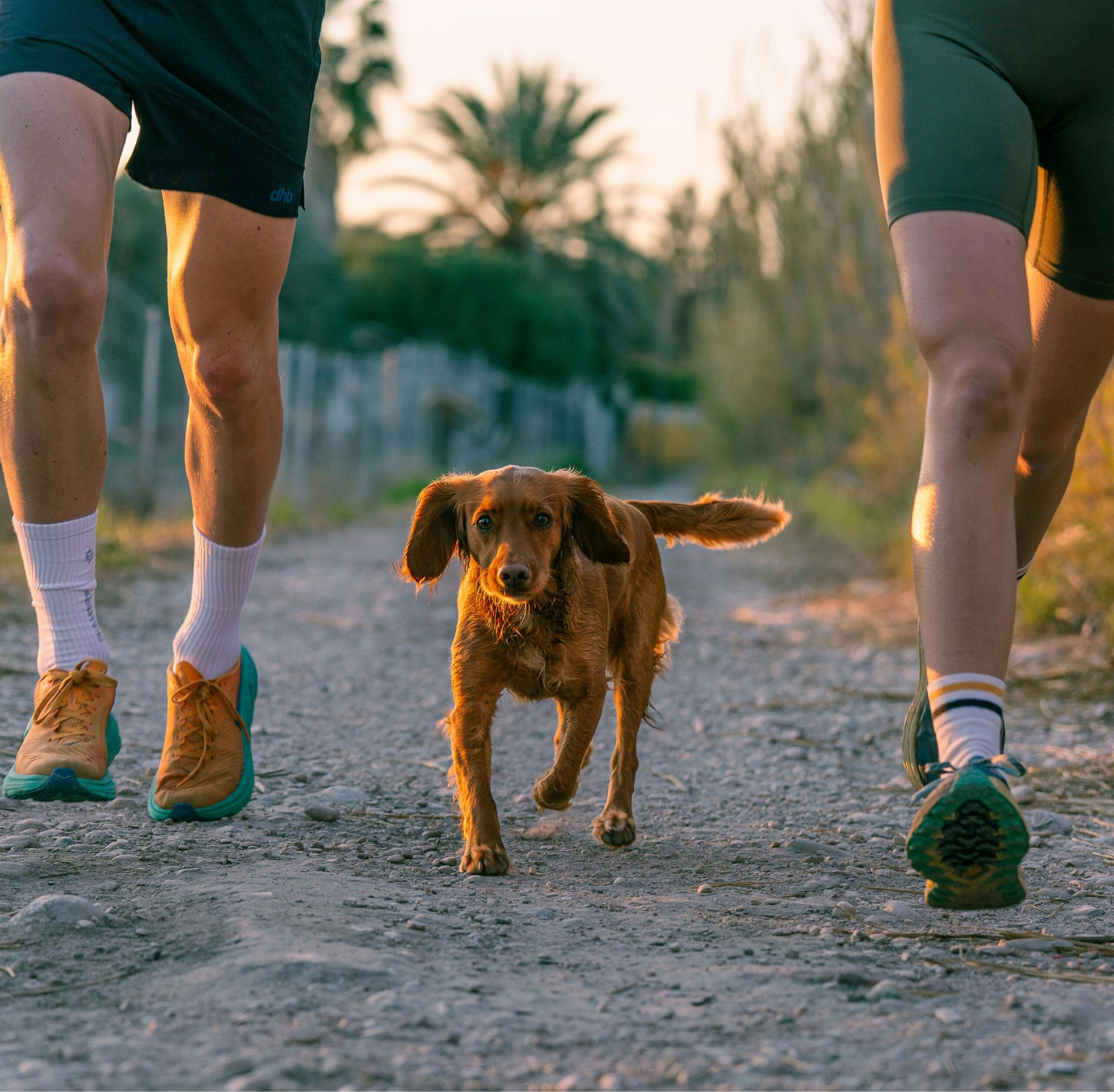 maîtres homme et femme courant avec leur chien, sport canin canicross