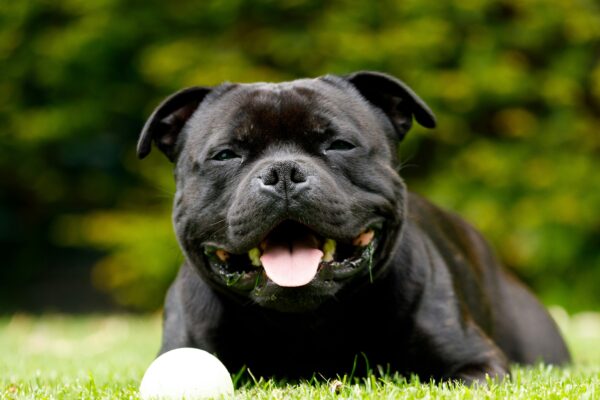 staffordshire-bull-terrier couché sur une pelouse